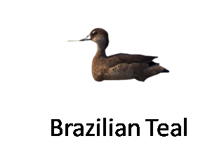 Brazilian Teal