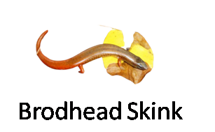 Brodhead Skink
