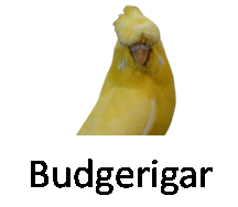 Budgerigar