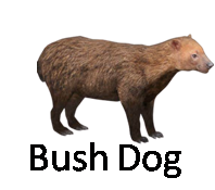 Bush Dog