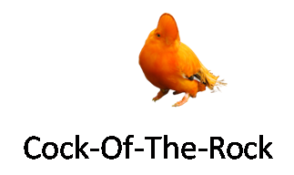 Cock Of The Rock