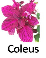 Coleus