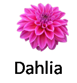 Dahlia 1