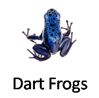 Dart Frogs