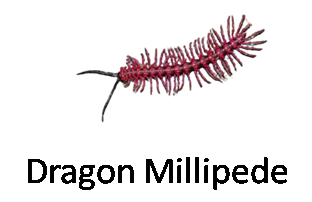 Dragon Millipede