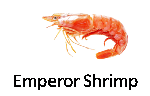 Emperor Shrimp