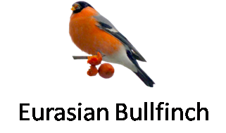 Eurasian Bullfinch