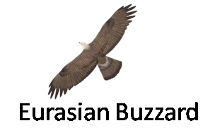 Eurasian Buzzard