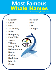 1000+ Best Whale Names (Blue, Famous & Killer) - Vocabulary Point