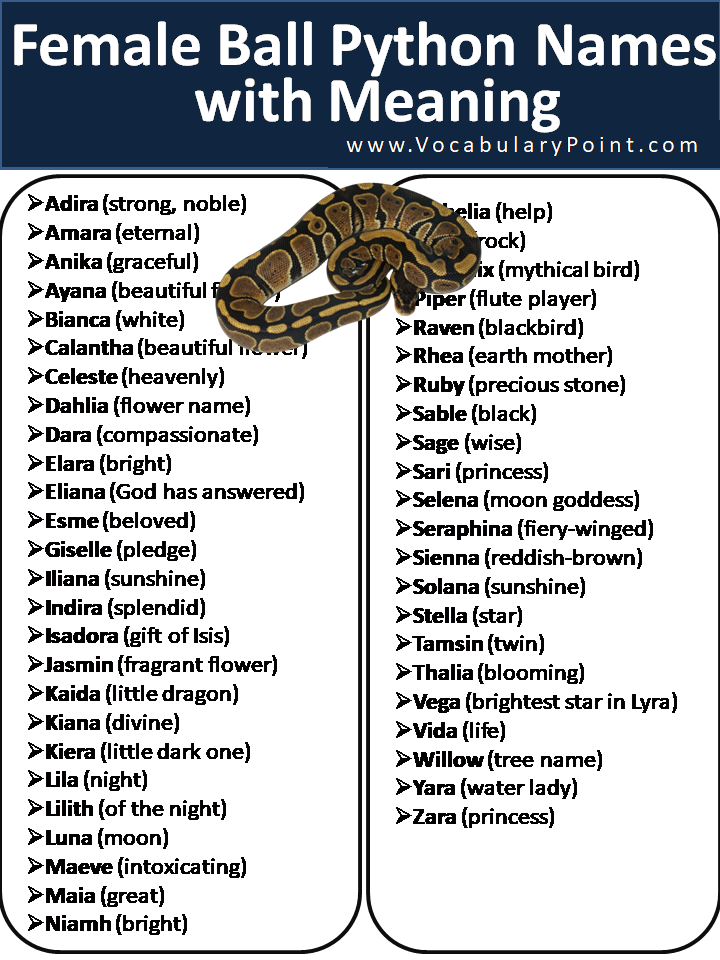 Female Ball Python Names with Meaning