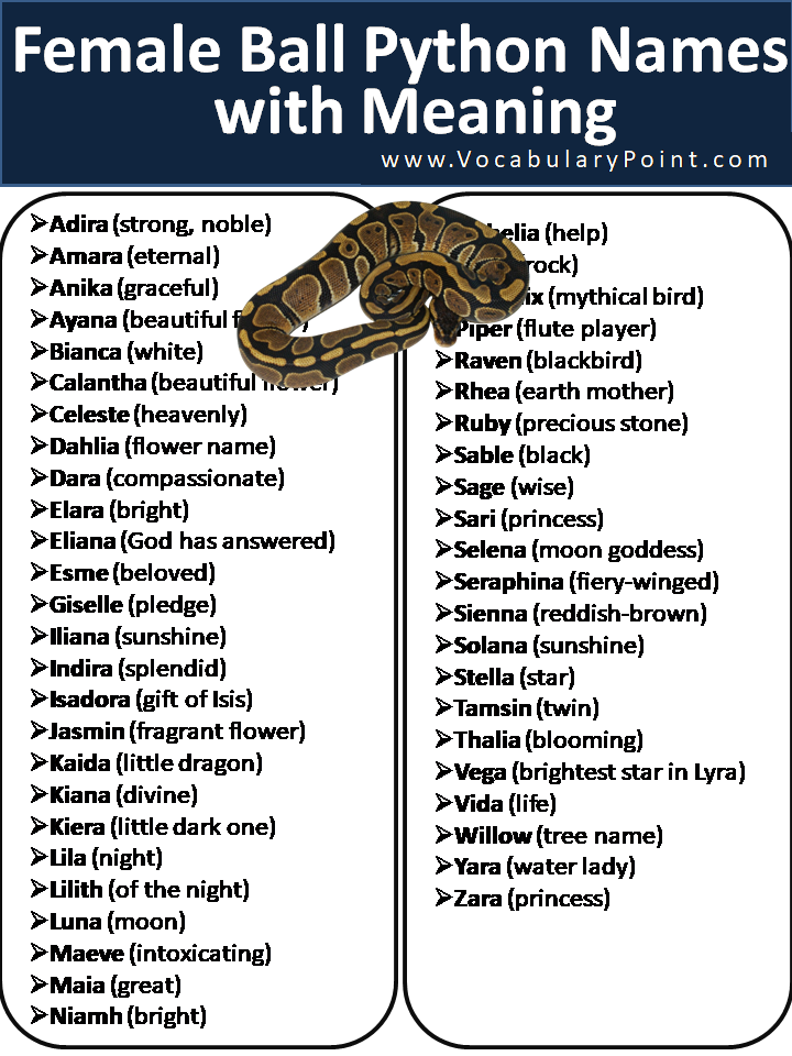 250 Cool Ball Python Names Vocabulary Point