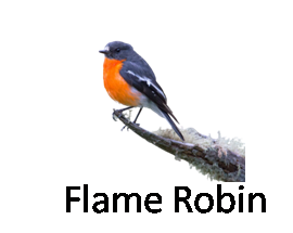 Flame Robin