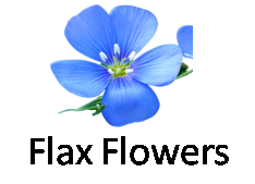Flax Flowers