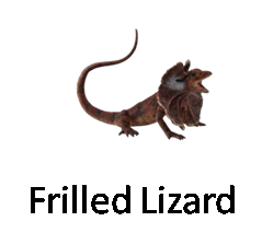 Frilled Lizard