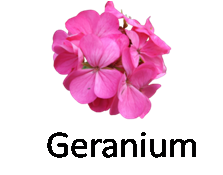 Geranium 1