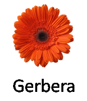 Gerbera