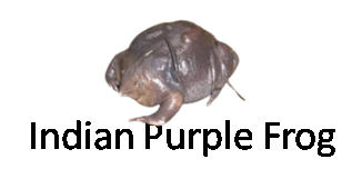 Indian Purple Frog