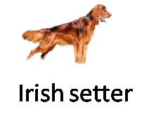 Irish setter