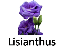 Lisianthus