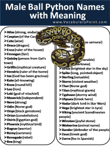 250+ Cool Ball Python Names - Vocabulary Point