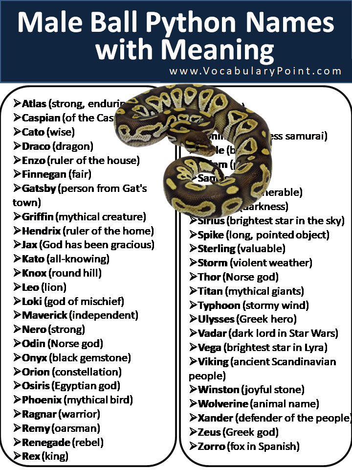Male Ball Python Names with Meaning