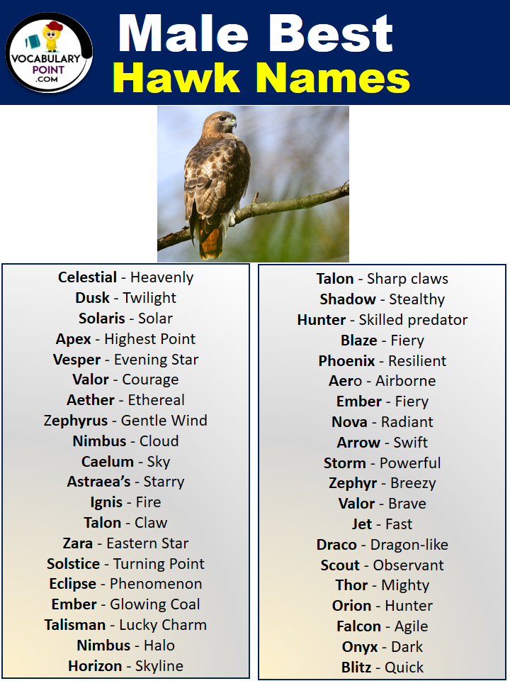 Male Hawk Names