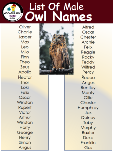 500+ Best Owl Names (Cute, Funny & Fantasy) - Vocabulary Point