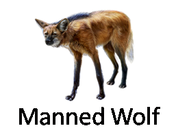 Manned Wolf