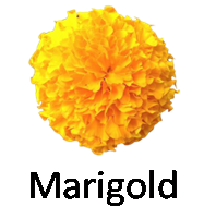 Marigold 1