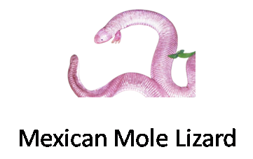 Mexican Mole Lizard