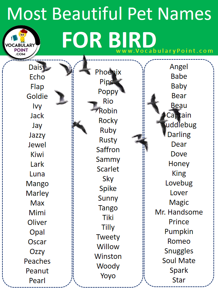 Most Beautiful Pet Names for Bird