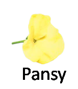 Pansy 1