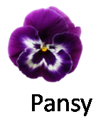 Pansy 2