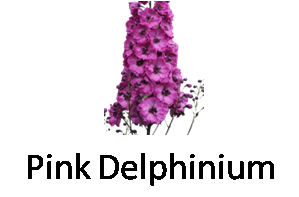 Pink Delphinium