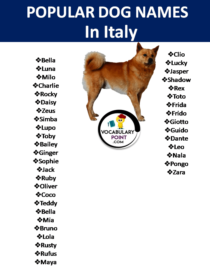 500 Italian Dog Names In English Vocabulary Point