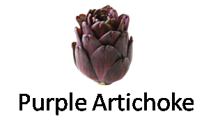 Purple Artichoke