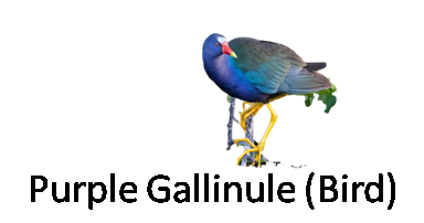 Purple Gallinule Bird