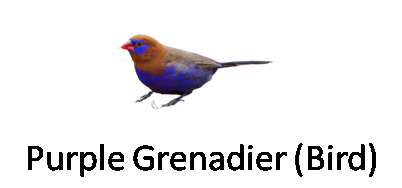 Purple Grenadier Bird