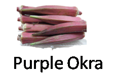Purple Okra