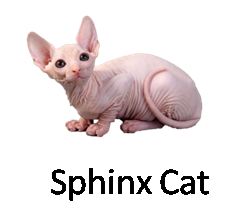 Sphinx Cat
