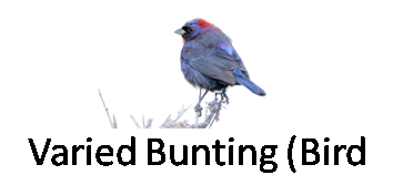 Varied Bunting Bird