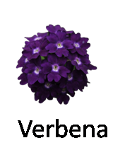 Verbena