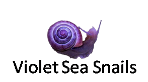Violet Sea Snails