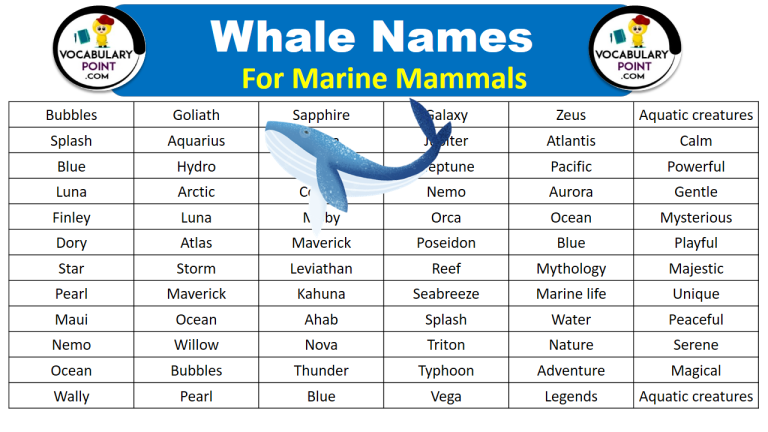 1000-best-whale-names-blue-famous-killer-vocabulary-point