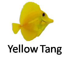 Yellow Tang