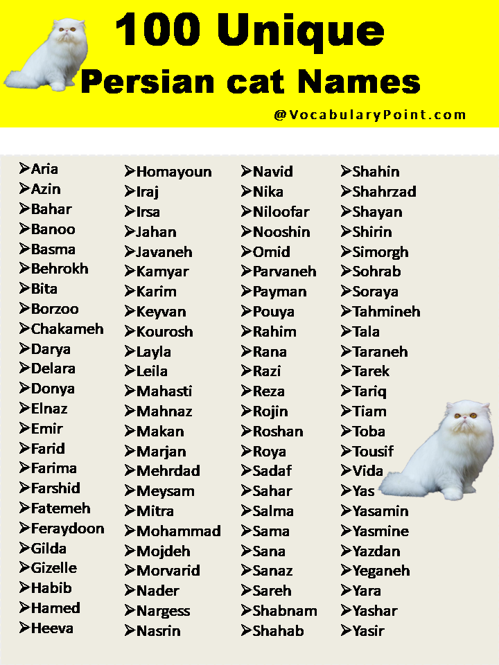 200 Best Persian Cat Names Unique Male Female Vocabulary Point