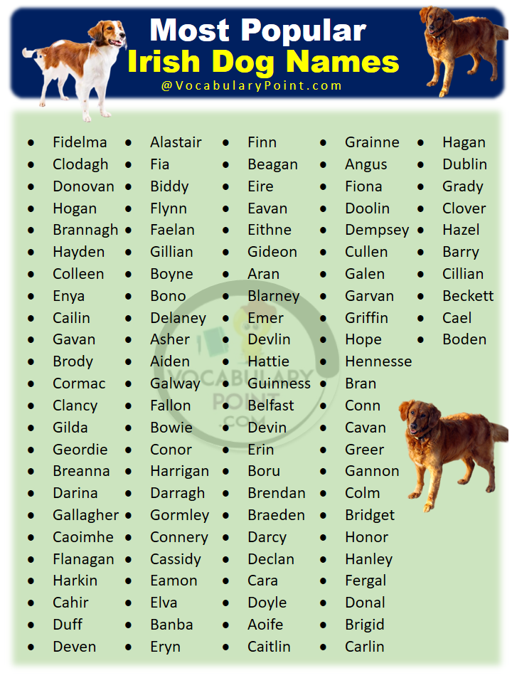 200+ Most Popular Irish Dog Names