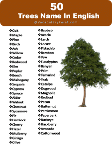 List Of Tree Names Vocabulary Point List Of Tree Names Vocabulary Point