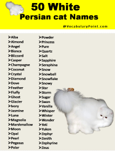 200+ Best Persian Cat Names (Unique, Male & Female) - Vocabulary Point