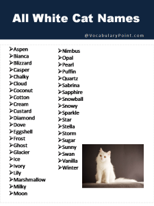 150+ Fluffy White Cat Names : Cute, Funny and Best - Vocabulary Point